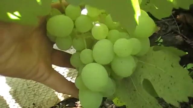 сорт винограда Кеша смотреть онлайн