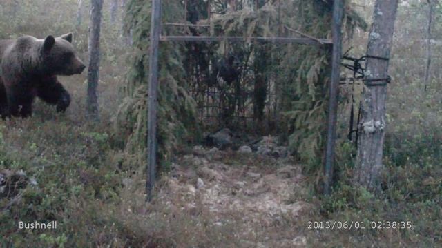 Повадки медведя. смотреть онлайн