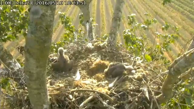 Delta 2 Eagles 5.10.16 615pm these 2 eaglets grow before your eyes смотреть онлайн