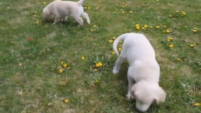 Pink dot and Blue Green смотреть онлайн