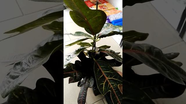 Кодиум смотреть онлайн