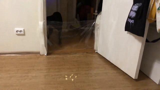 Тест на IQ нашего питомца 🤓🔥#pitbullpuppy#pitbull#pitbull-pit bull смотреть онлайн