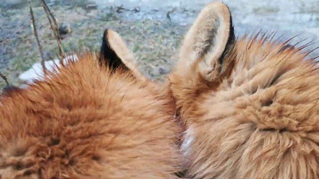 Лисы делятся угощениями друг с другом