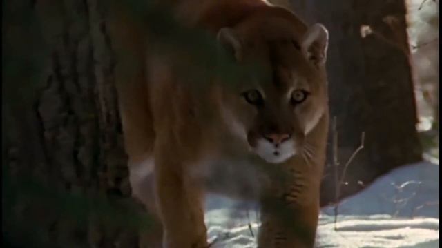 Рассказ женщины, которая пережила нападение пумы смотреть онлайн