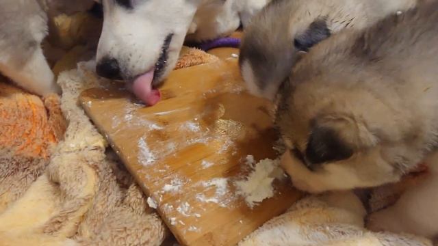 мммм самое вкусное видео с щенками Хаски. смотреть онлайн