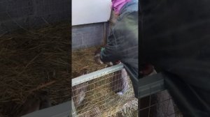 Крольчата Ризены, 2 месяца.#кролики #ризен #фландр