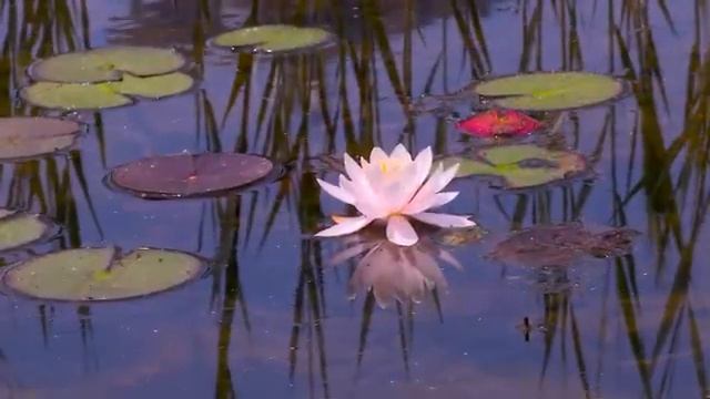 "flowers" from barbie rapunzel a creative adventure cd game looped perfectly for 1 hour смотреть онлайн