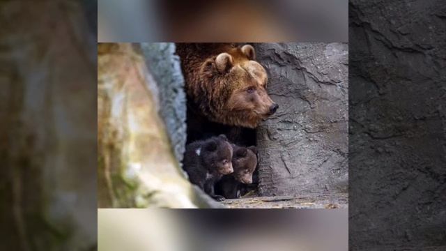Что делают животные весной? смотреть онлайн