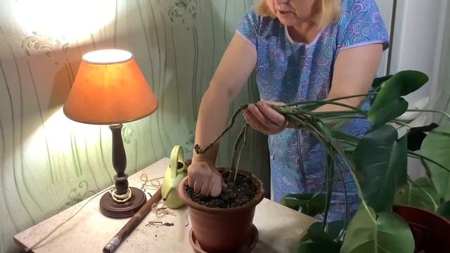 Как я пересаживаю монстеру. Почему нельзя в большой горшок. смотреть онлайн