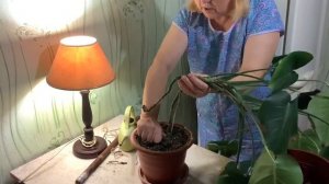 Как я пересаживаю монстеру. Почему нельзя в большой горшок.