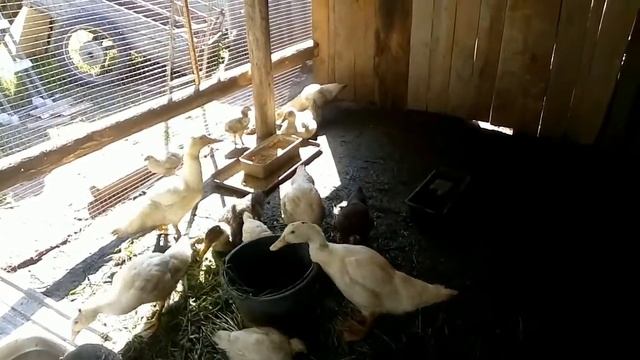 муларды в 45 дней и др породы уток смотреть онлайн