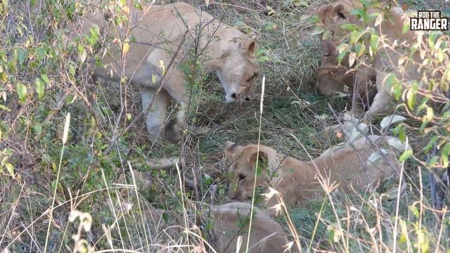 Lion Pride With Hidden Zebra Meal | Maasai Mara Safari | Zebra Plains смотреть онлайн