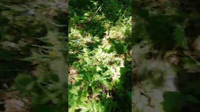 Мусор в лесу рядом с мусороперерабатывающем комплексом "Юг" в Мячково смотреть онлайн