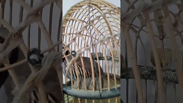 куропатка для охота домашние смотреть онлайн