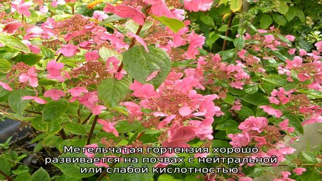Гортензия Эрли Сенсейшен — описание сорта, посадка и уход смотреть онлайн