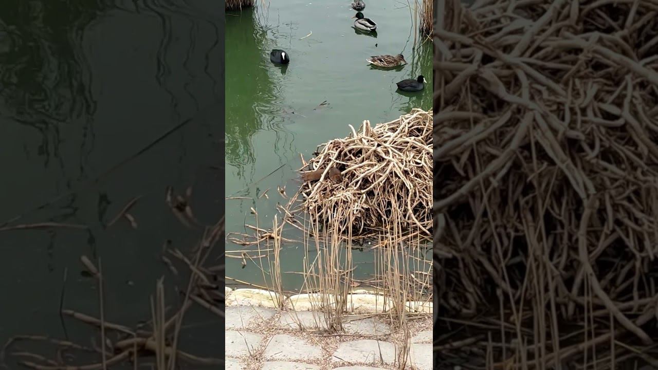 Я в шоке, крысы живут в озере с птицами в Саках. #shotrs #февраль2024 #приколы #природа смотреть онлайн