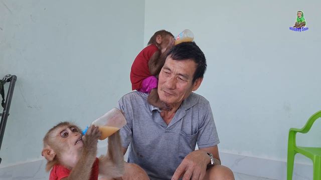 fruit party at home, white melon Sam boy & Asher enjoy смотреть онлайн
