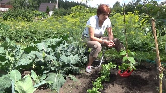 Мангольд и шпинат - от посева до пирогов. Часть 1. смотреть онлайн