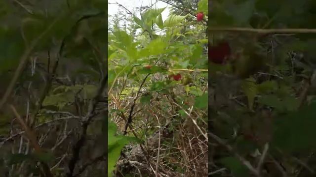 The struggle is real, but the berries are better! смотреть онлайн
