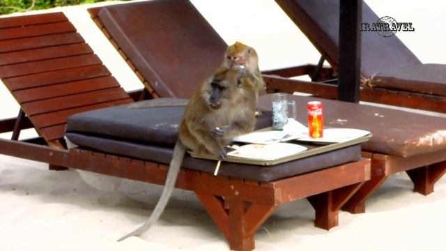 КАК ОТДЫХАЮТ ОБЕЗЬЯНЫ НА КУРОРТАХ ТАИЛАНДА БЕЗ ПРИВИВОК И ТЕСТОВ ПЦР ? Monkey video смотреть онлайн