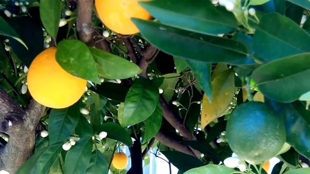 Laranja No Portugal. Как растут и цветут апельсины в Португалии.