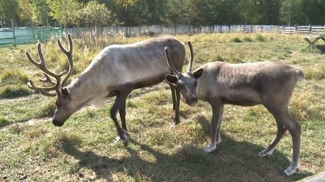 Экскурсия к Северному оленю