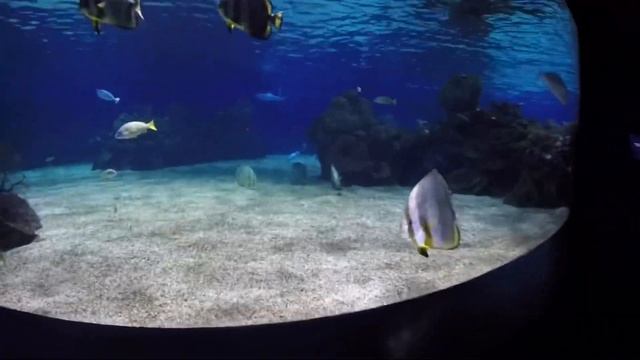 Морской мир Израиля смотреть онлайн
