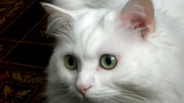 У кота расширились зрачки :D смотреть онлайн