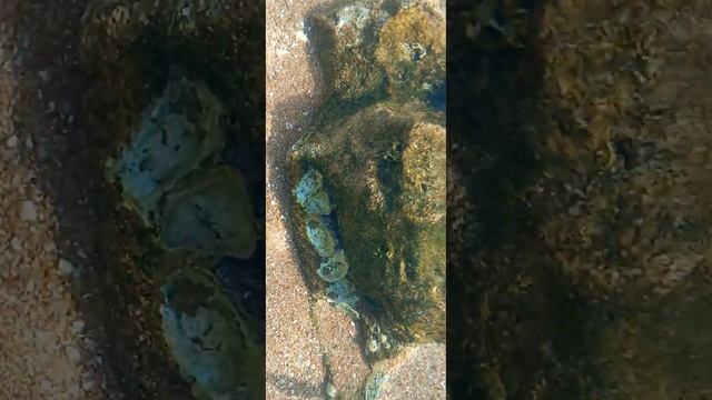 cute ? ? ? underwater подводой красивые и милые рыбки смотреть онлайн