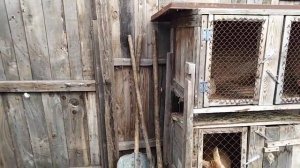 Когда начнут нестись индоутки и общий обзор хозяйства!