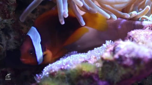 Отец-амфиприон заботится о будущем потомстве смотреть онлайн