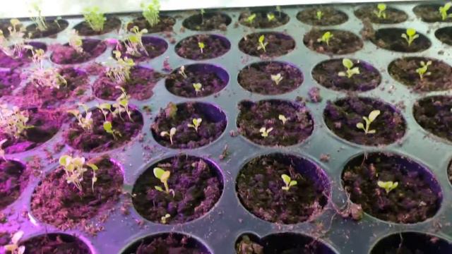 Как лобелия и петуния перенесла пикировку:)