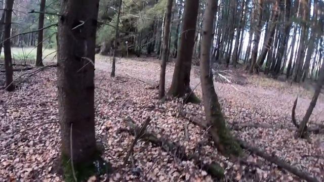 ГРИБЫ В НАЧАЛЕ ОКТЯБРЯ/ОСЕННИЙ СБОР ГРИБОВ 2023/ #грибы #загрибами #сборгрибов #грибы2023