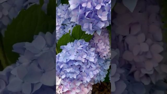 Гортензия крупнолистная Endless Summer blu смотреть онлайн