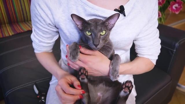 Стрижка когтей у кошек в домашних условиях
