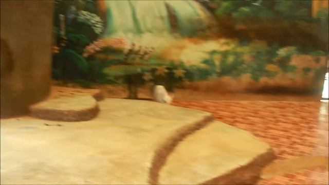 Тигровый зоопарк Сирача / Siracha Tiger Zoo (Тайланд) - 5 смотреть онлайн