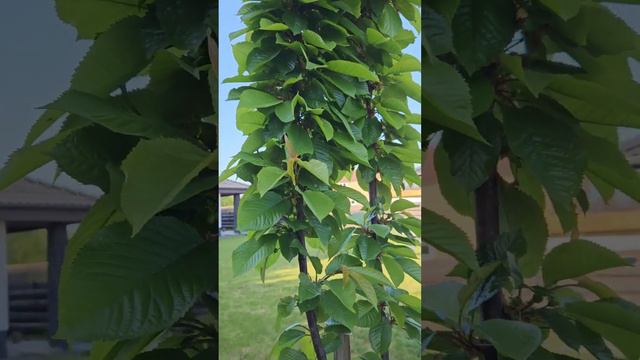 Средство "Профилактин" от вредителей...👍 смотреть онлайн