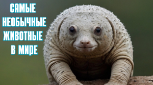 Самые необычные и удивительные животные в мире