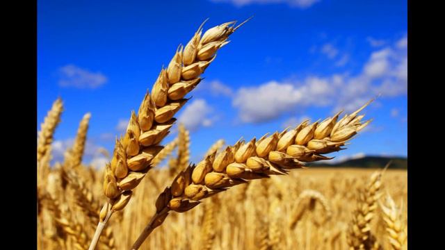 7. Аллах рассказал Притчу о зерне и награде Господа миров смотреть онлайн