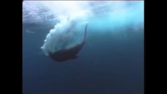 Facts: The Blue Marlin смотреть онлайн