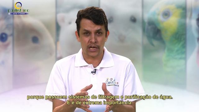 Dr. David Belém - falando sobre Obstrução Uretral em Gatos смотреть онлайн