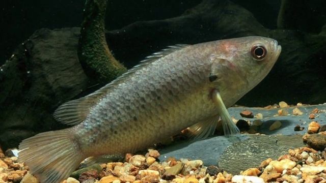 ТОП 15 ИНТЕРЕСНЫЕ И НЕОБЫЧНЫЕ ФАКТЫ О РЫБАХ смотреть онлайн