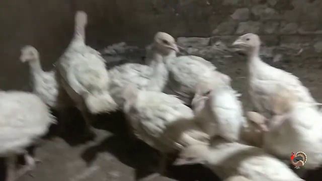 Как легко определить пол индюшенка в месячном возрасте. Содержание индюшат. смотреть онлайн
