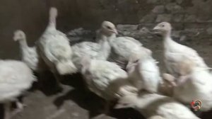 Как легко определить пол индюшенка в месячном возрасте. Содержание индюшат.