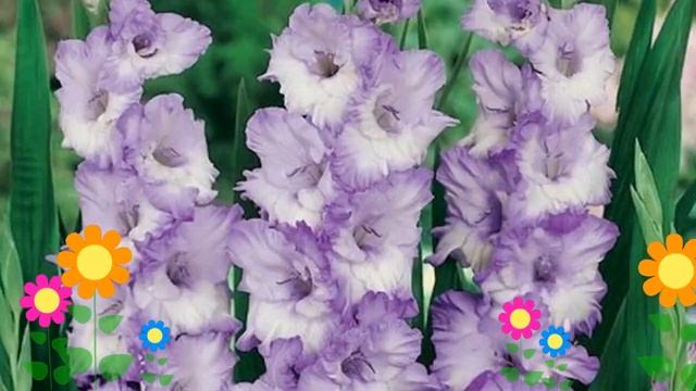 Гладиолус гибридный (Blue Frost). Краткий обзор, описание характеристик, где купить луковицы смотреть онлайн