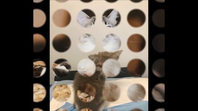 Девушка подобрала на улице почти слепого котёнка и изменила его жизнь. смотреть онлайн