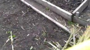 уборка урожая веников сорго