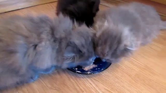Наши малыши - шотландские котята кушают))) смотреть онлайн