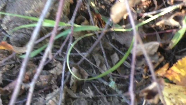 Короче становился день... Робинзоны 53 смотреть онлайн