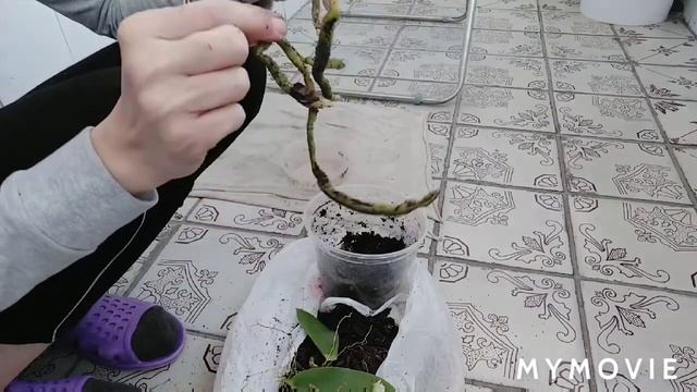 Ковыряюсь в Корнях... Много гнилых корней из за не правильного грунта. смотреть онлайн